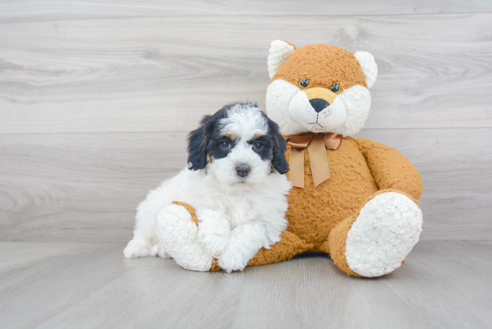 Popular Mini Sheepadoodle Poodle Mix Pup