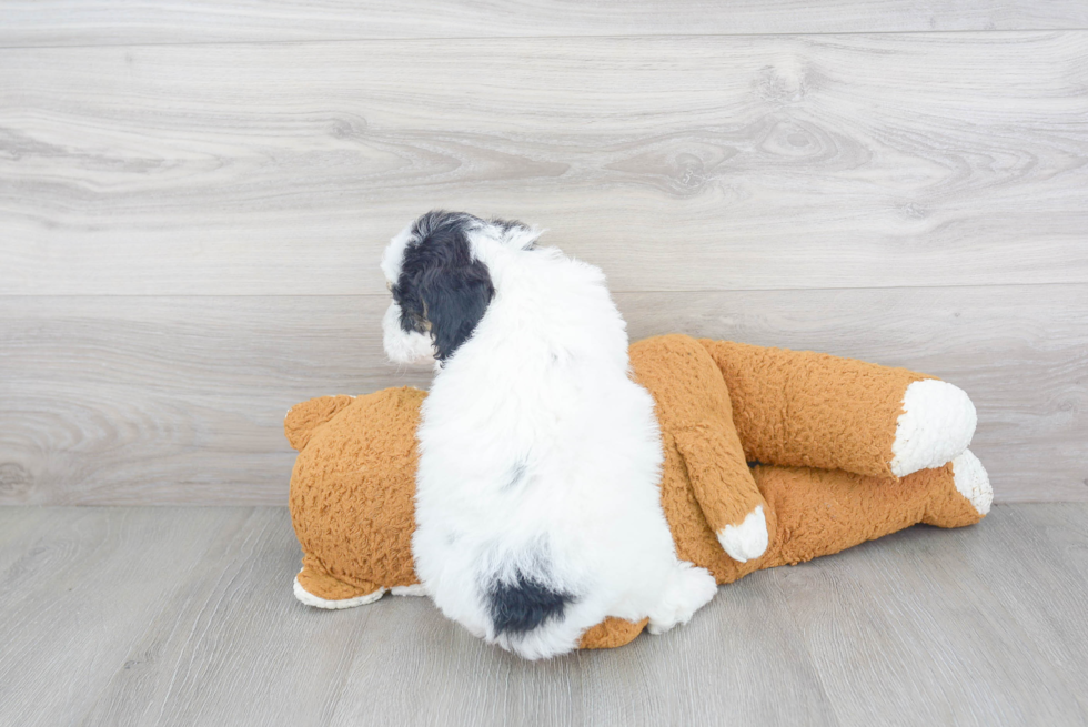 Mini Sheepadoodle Pup Being Cute