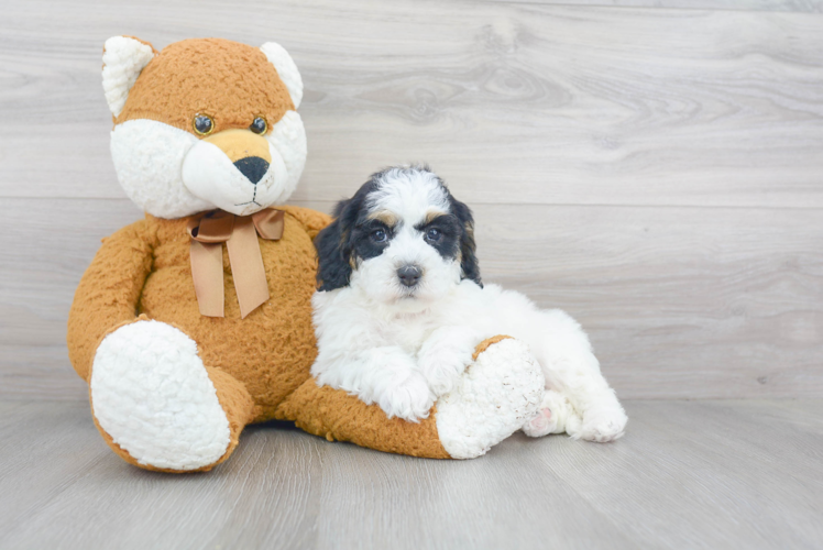 Small Mini Sheepadoodle Baby