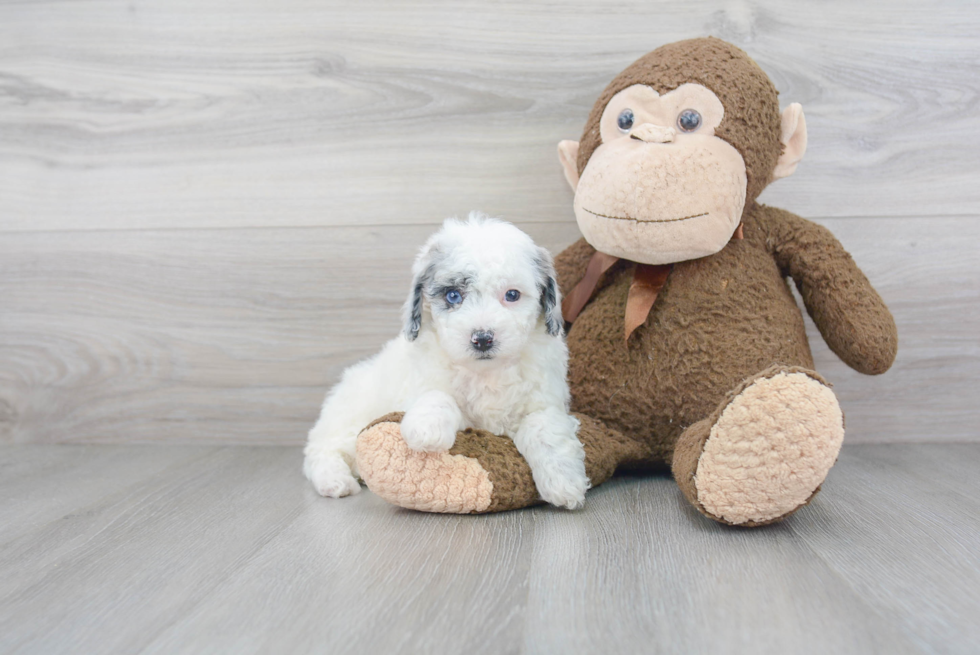 Happy Mini Sheepadoodle Baby