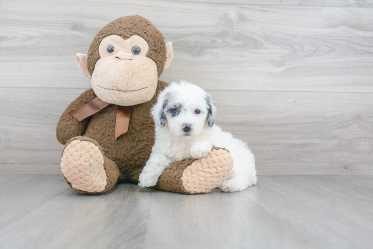 Mini Sheepadoodle Puppy for Adoption