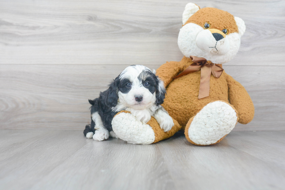 Popular Mini Sheepadoodle Poodle Mix Pup