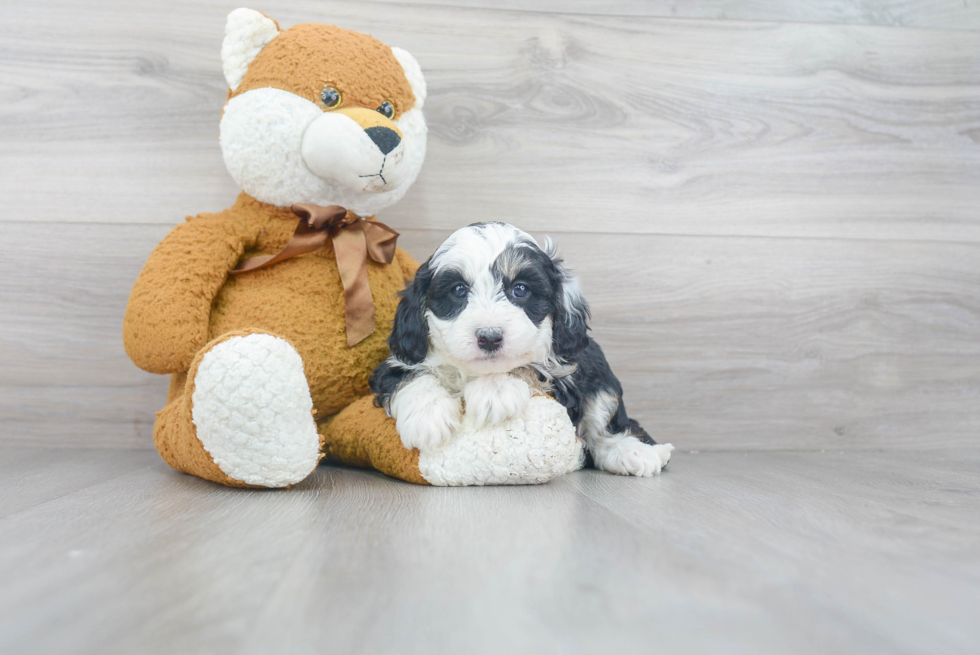 Best Mini Sheepadoodle Baby