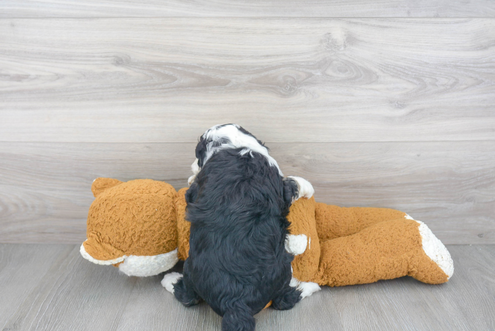 Sweet Mini Sheepadoodle Baby