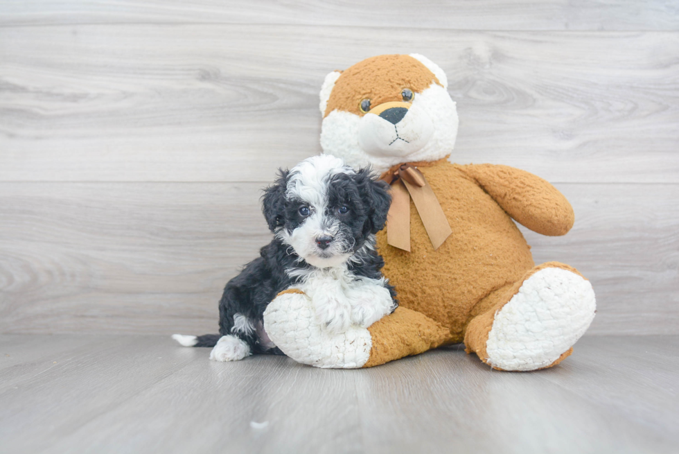 Fluffy Mini Sheepadoodle Poodle Mix Pup