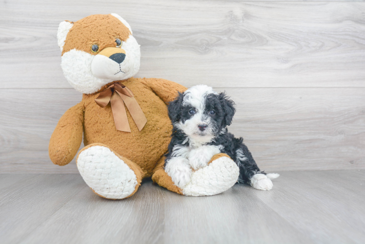 Mini Sheepadoodle Pup Being Cute