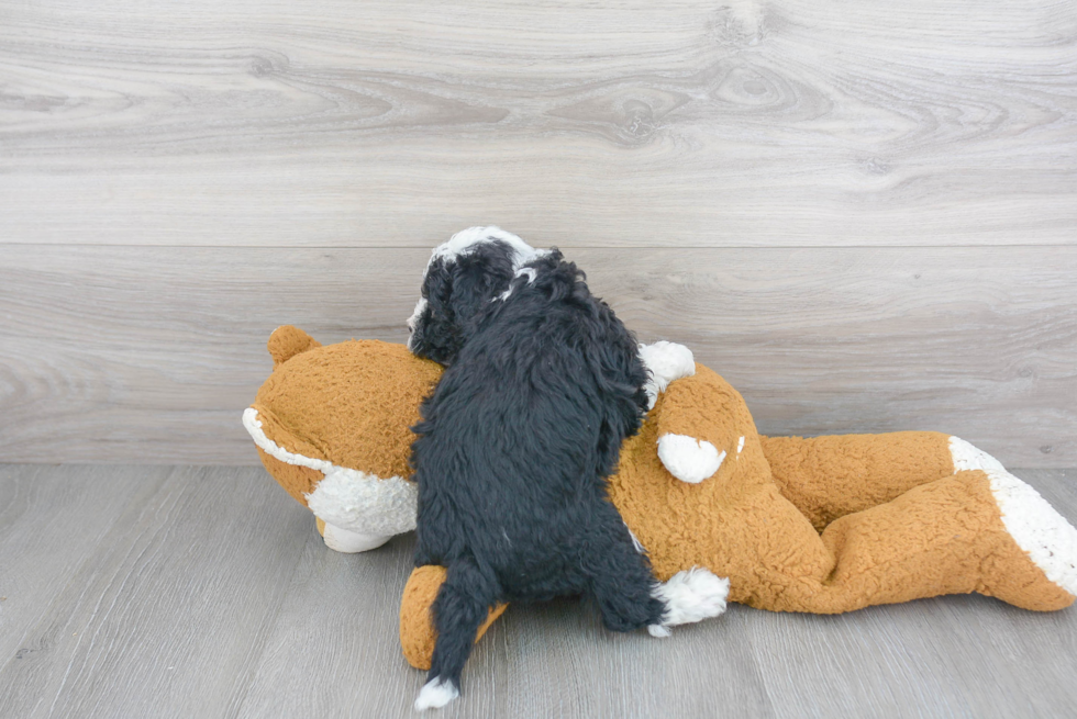 Mini Sheepadoodle Pup Being Cute