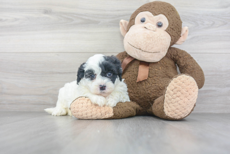 Mini Sheepadoodle Puppy for Adoption