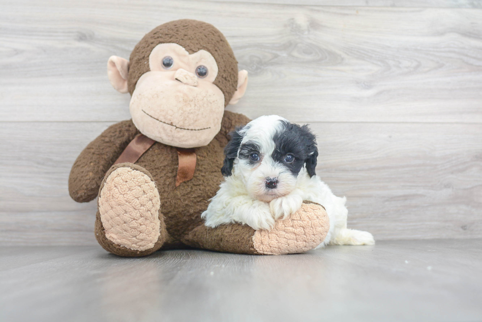 Little Sheep Dog Poodle Mix Puppy