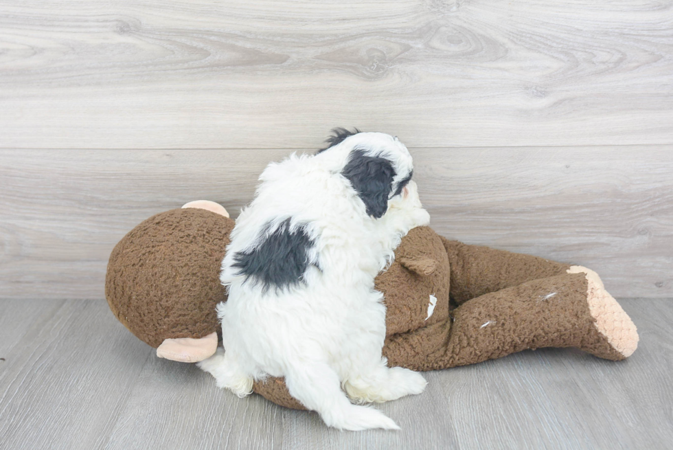 Fluffy Mini Sheepadoodle Poodle Mix Pup