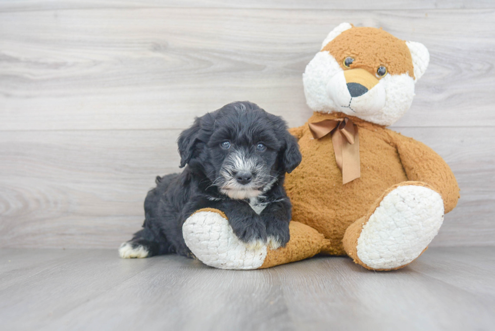 Mini Sheepadoodle Pup Being Cute