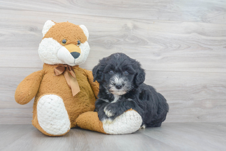 Friendly Mini Sheepadoodle Baby