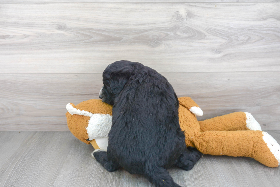 Mini Sheepadoodle Pup Being Cute