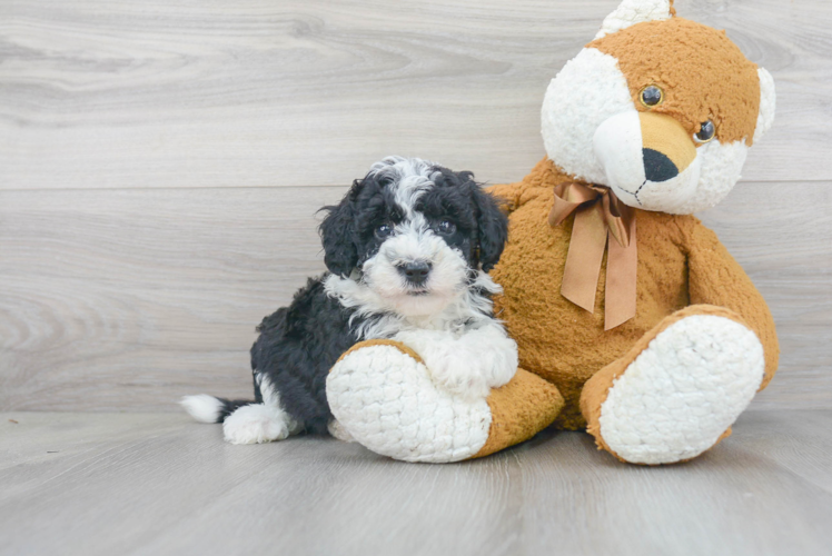 Hypoallergenic Sheep Dog Poodle Mix Puppy