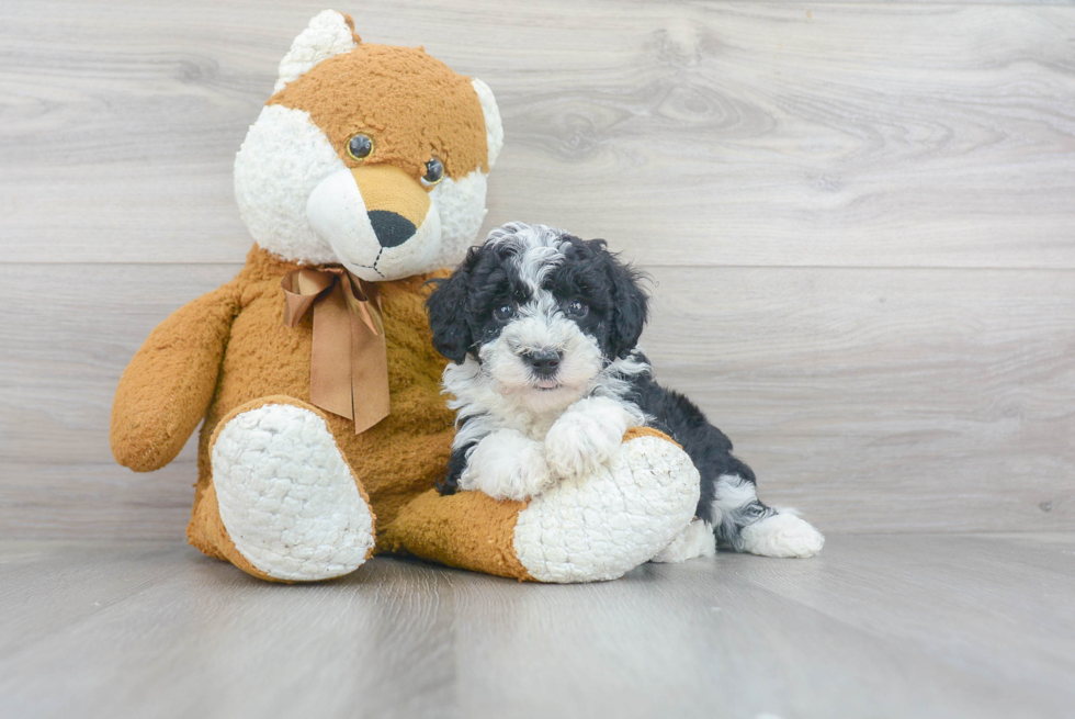 Mini Sheepadoodle Pup Being Cute