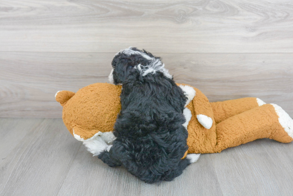 Popular Mini Sheepadoodle Poodle Mix Pup