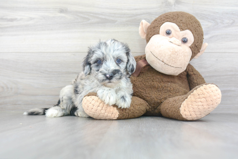 Small Mini Sheepadoodle Baby