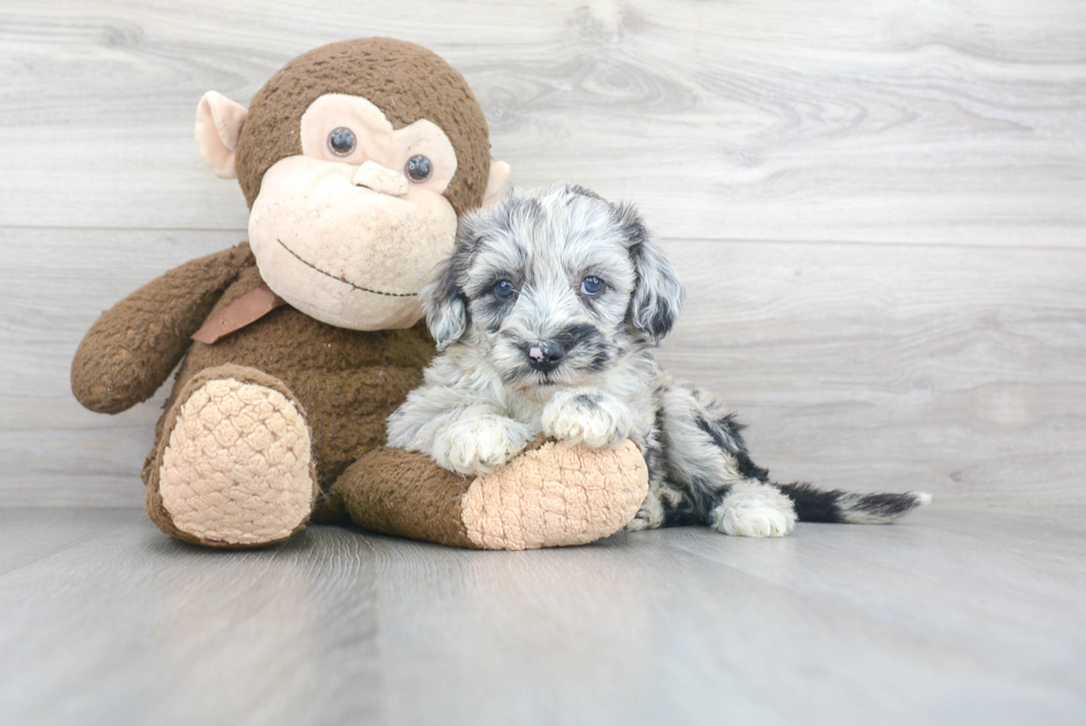 Mini Sheepadoodle Pup Being Cute