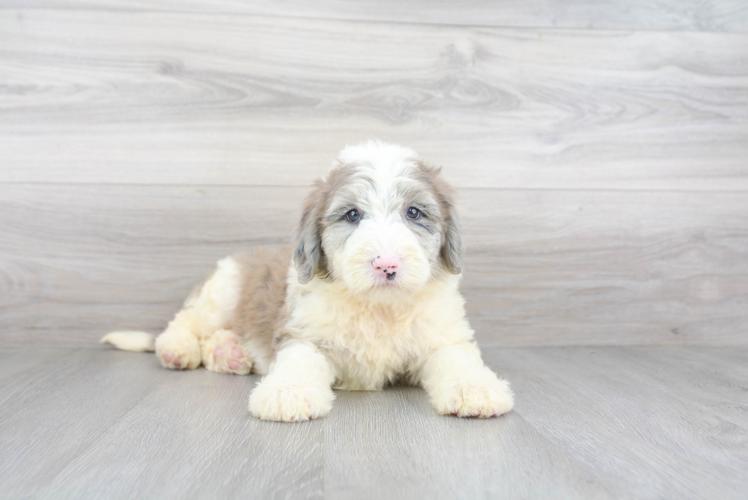 Small Mini Sheepadoodle Baby