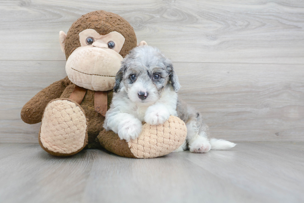 Cute Mini Sheepadoodle Baby