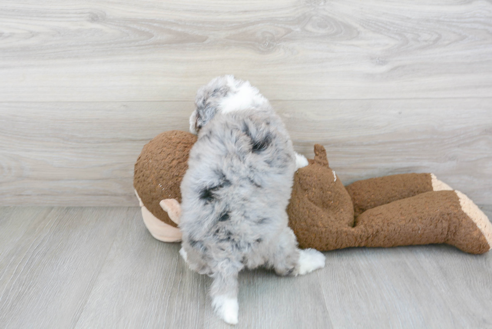 Cute Mini Sheepadoodle Poodle Mix Pup