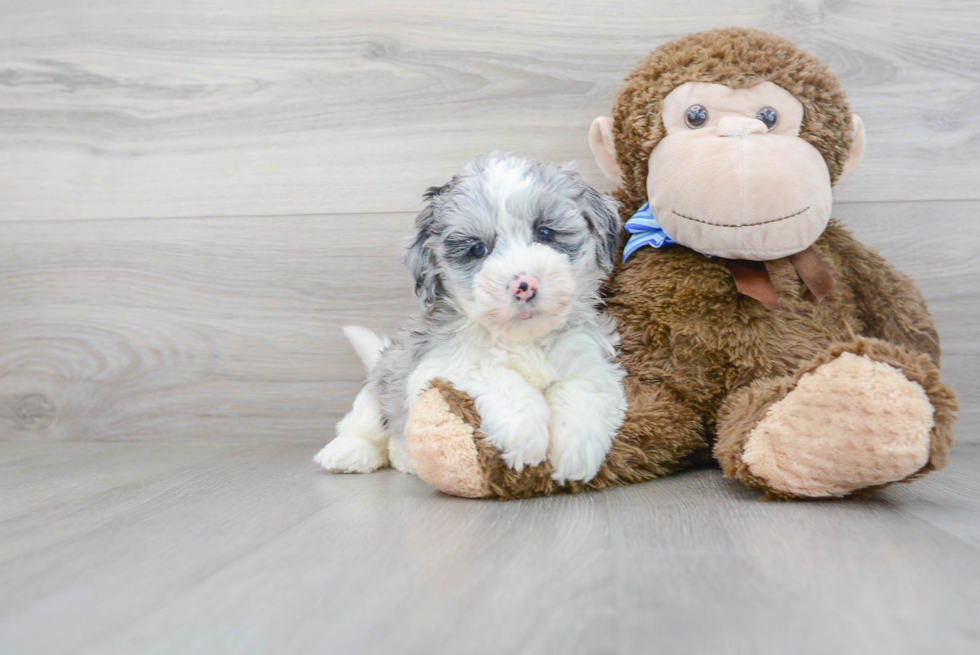 Best Mini Sheepadoodle Baby