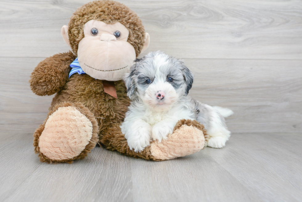 Cute Mini Sheepadoodle Baby