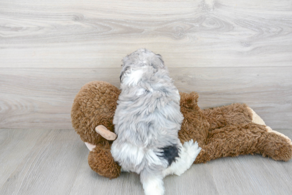 Playful Sheep Dog Poodle Mix Puppy