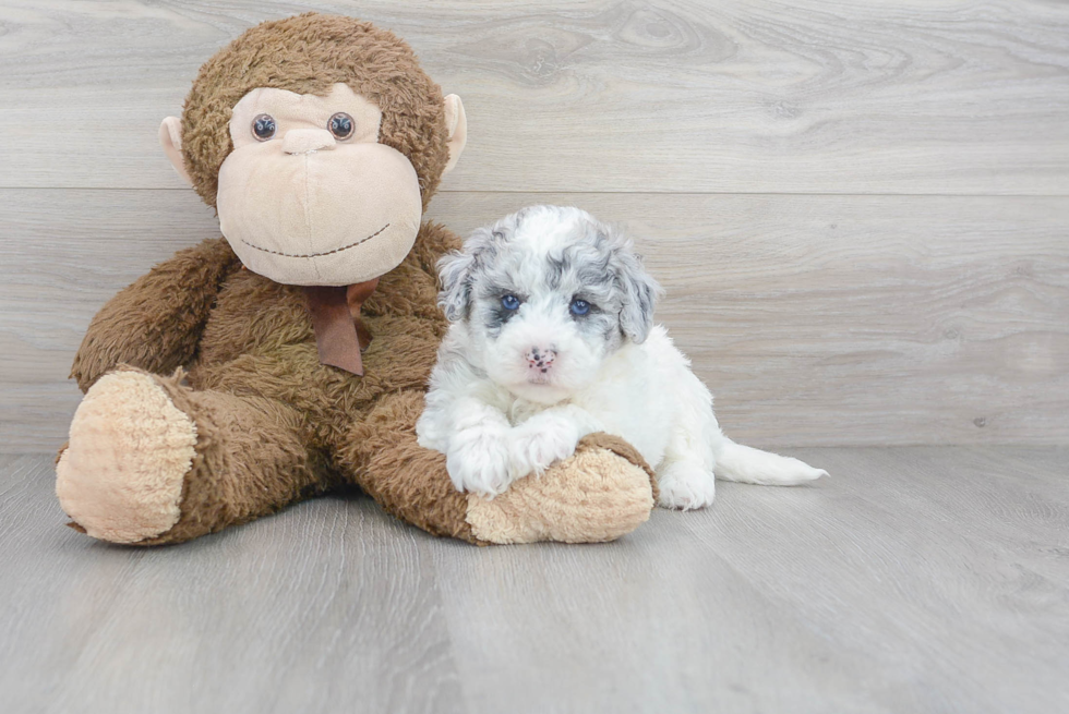 Mini Sheepadoodle Pup Being Cute