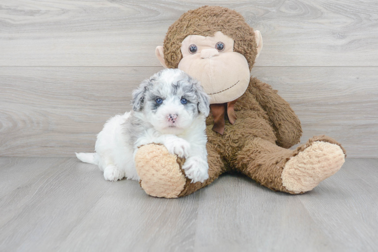 Fluffy Mini Sheepadoodle Poodle Mix Pup