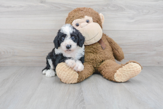 Best Mini Sheepadoodle Baby