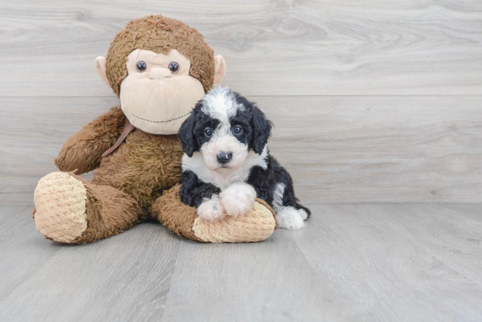 Friendly Mini Sheepadoodle Baby