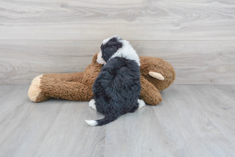 Happy Mini Sheepadoodle Baby