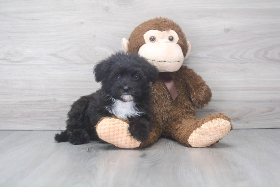 Little Sheep Dog Poodle Mix Puppy