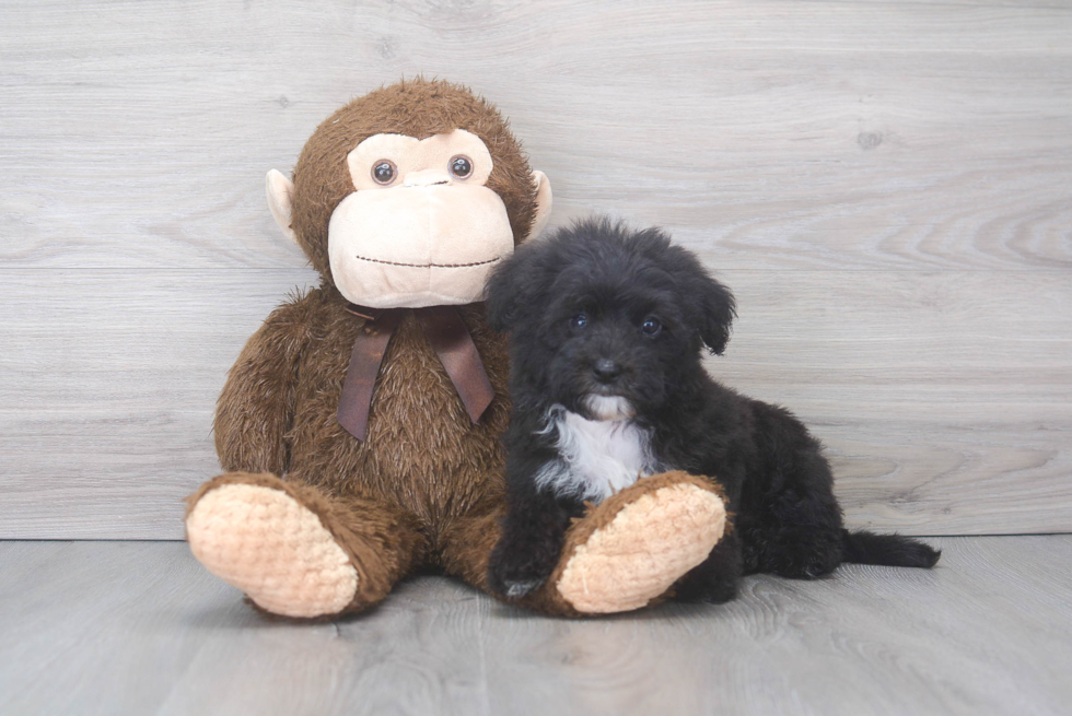 Mini Sheepadoodle Puppy for Adoption