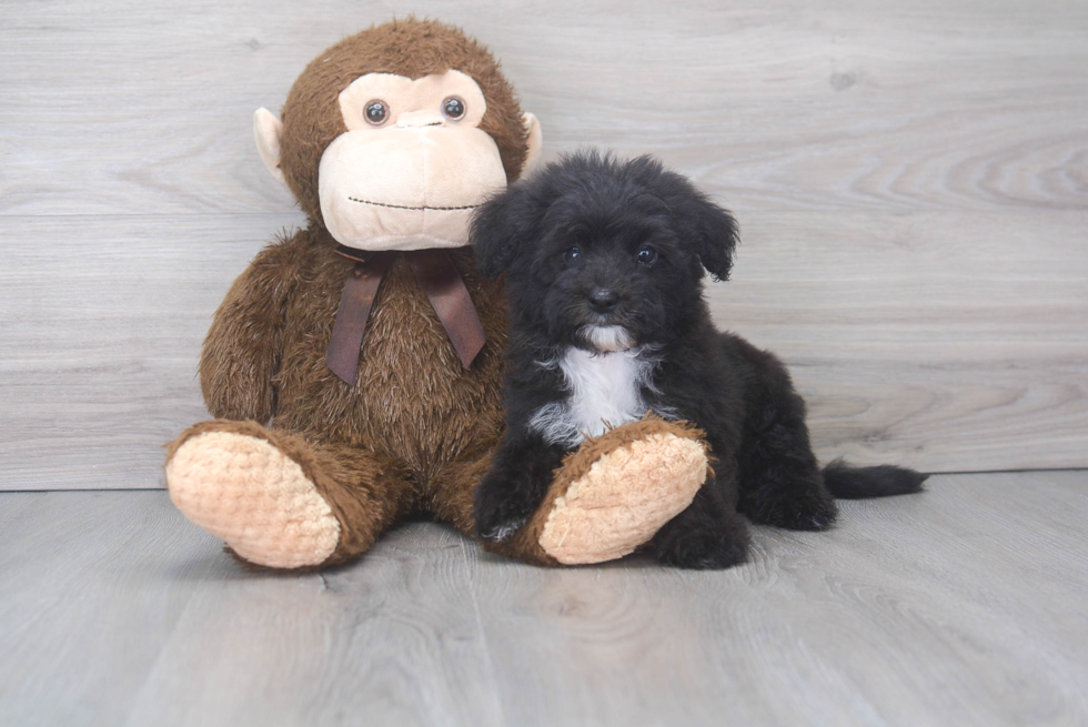 Playful Sheep Dog Poodle Mix Puppy