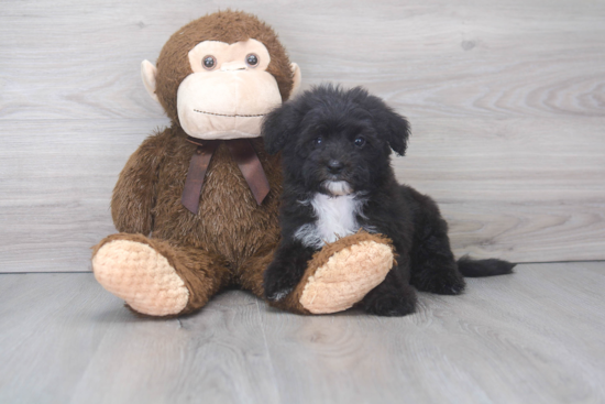 Playful Sheep Dog Poodle Mix Puppy