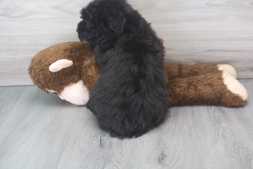 Popular Mini Sheepadoodle Poodle Mix Pup