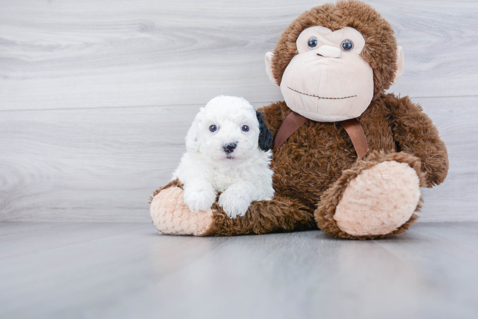 Happy Mini Sheepadoodle Baby