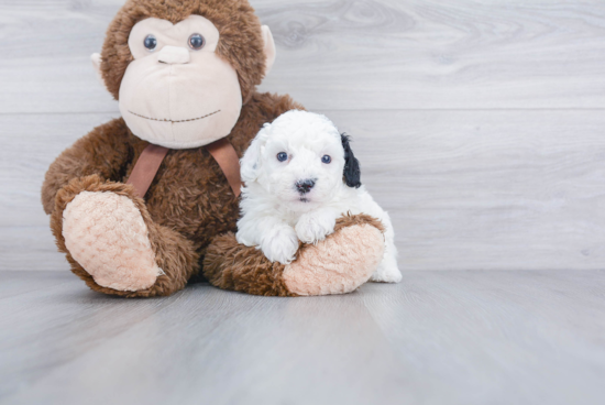 Best Mini Sheepadoodle Baby