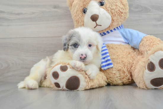 Playful Sheep Dog Poodle Mix Puppy