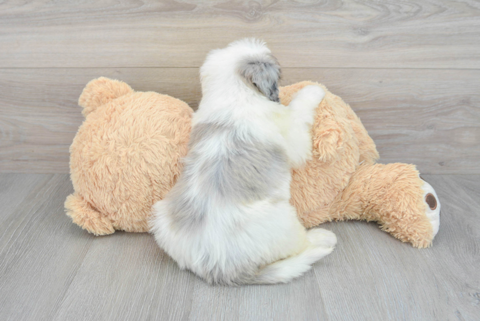 Mini Sheepadoodle Pup Being Cute