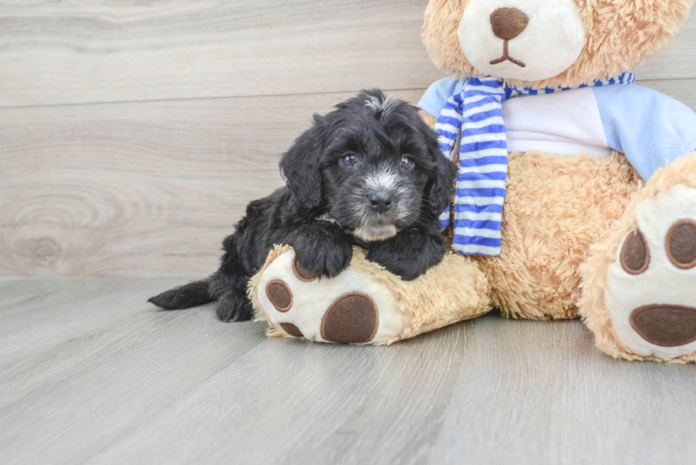 Playful Sheep Dog Poodle Mix Puppy