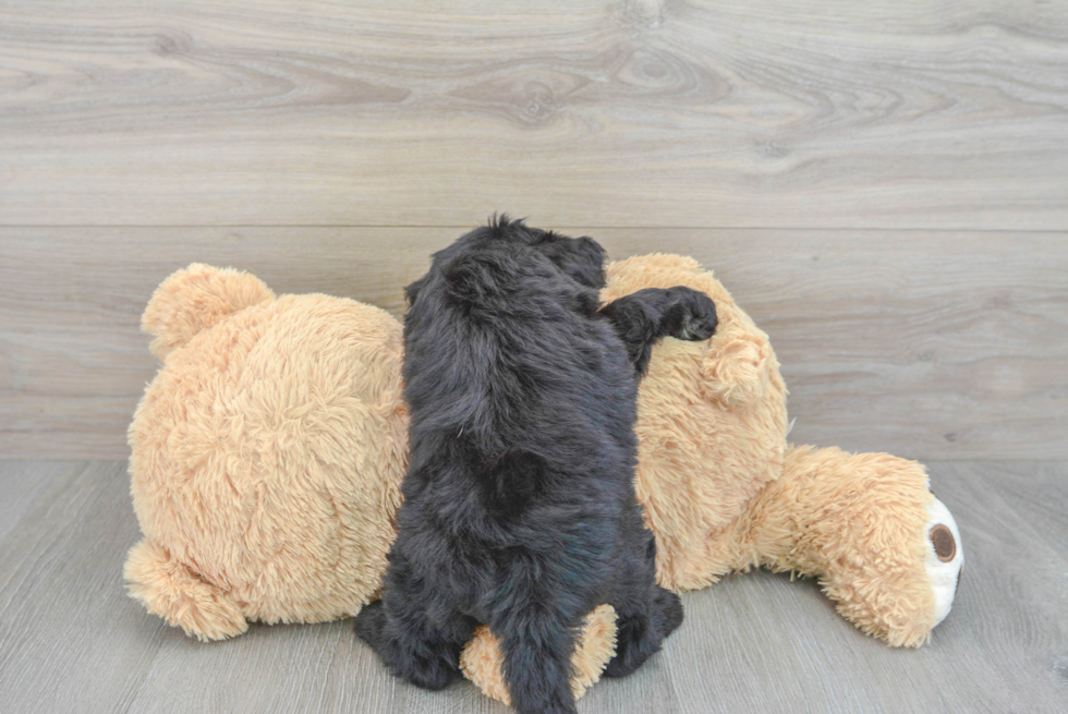 Best Mini Sheepadoodle Baby