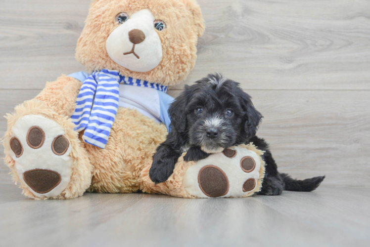 Smart Mini Sheepadoodle Poodle Mix Pup