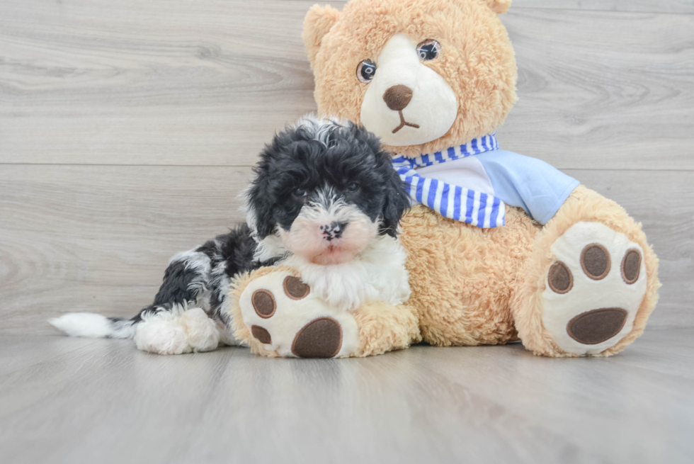 Best Mini Sheepadoodle Baby