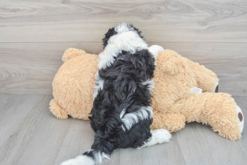 Smart Mini Sheepadoodle Poodle Mix Pup