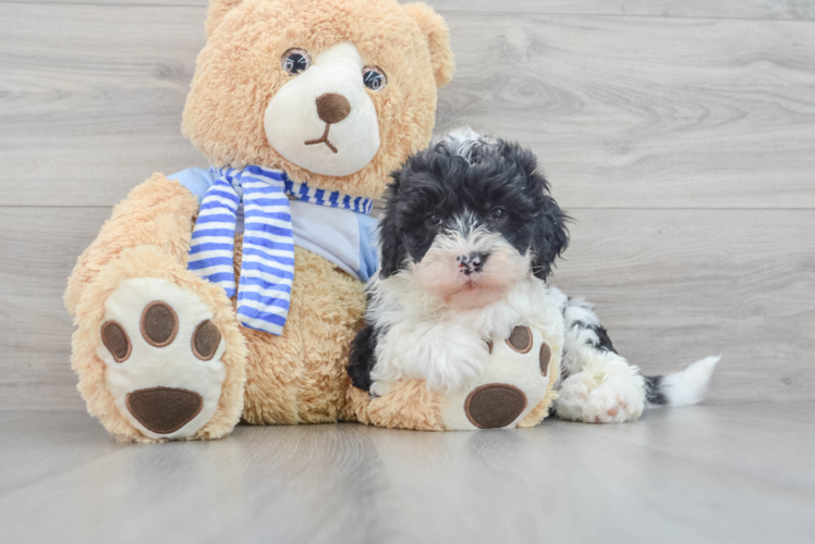 Cute Mini Sheepadoodle Baby