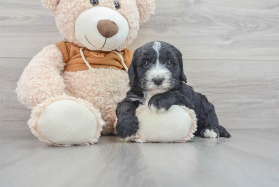 Best Mini Sheepadoodle Baby