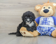 8 week old Mini Sheepadoodle Puppy For Sale - Premier Pups